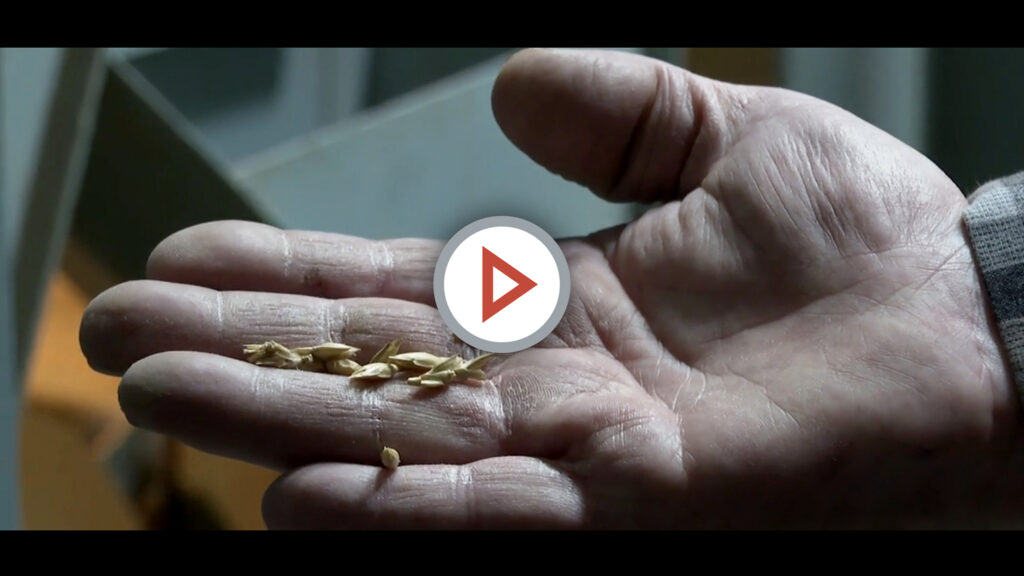 Winter Wheat Video